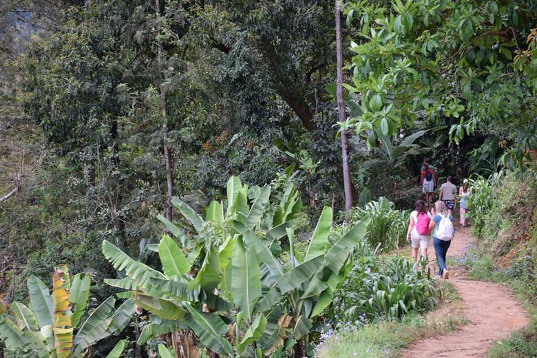 Kilimandžaro, put kroz džunglu do Materuni vodopada